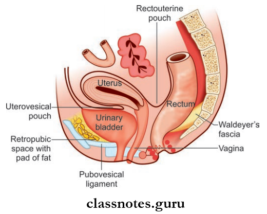Urinary Bladder And Urethra Peritoneal Relations Of Urinary Bladder In Female