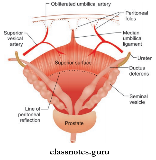 Urinary Bladder And Urethra Relations Of Base Of Urinary Bladder In Male