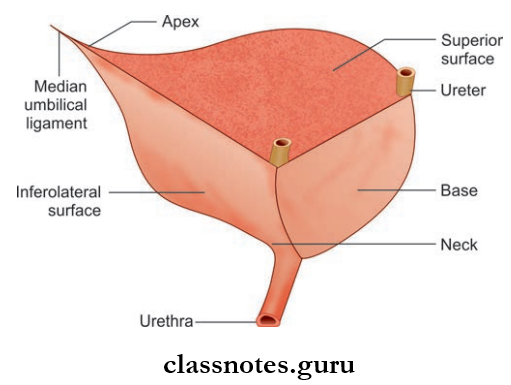 Urinary Bladder And Urethra Tetrahedral Shape Of Urinary Bladder And Its Surfaces And Angles