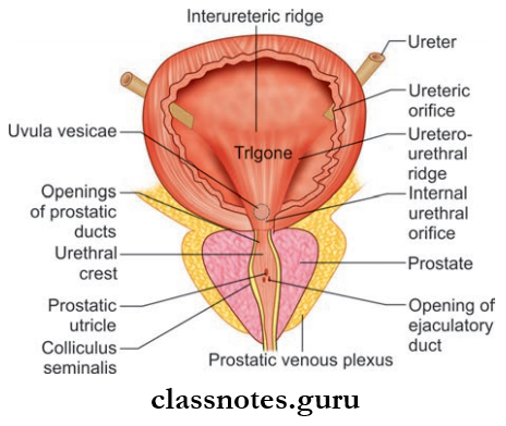 Urinary Bladder And UrethraInternal Trigone Of Urinary Bladder And Internal Features Of Prostatic Urethra
