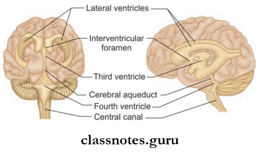 Ventricles Of Brain