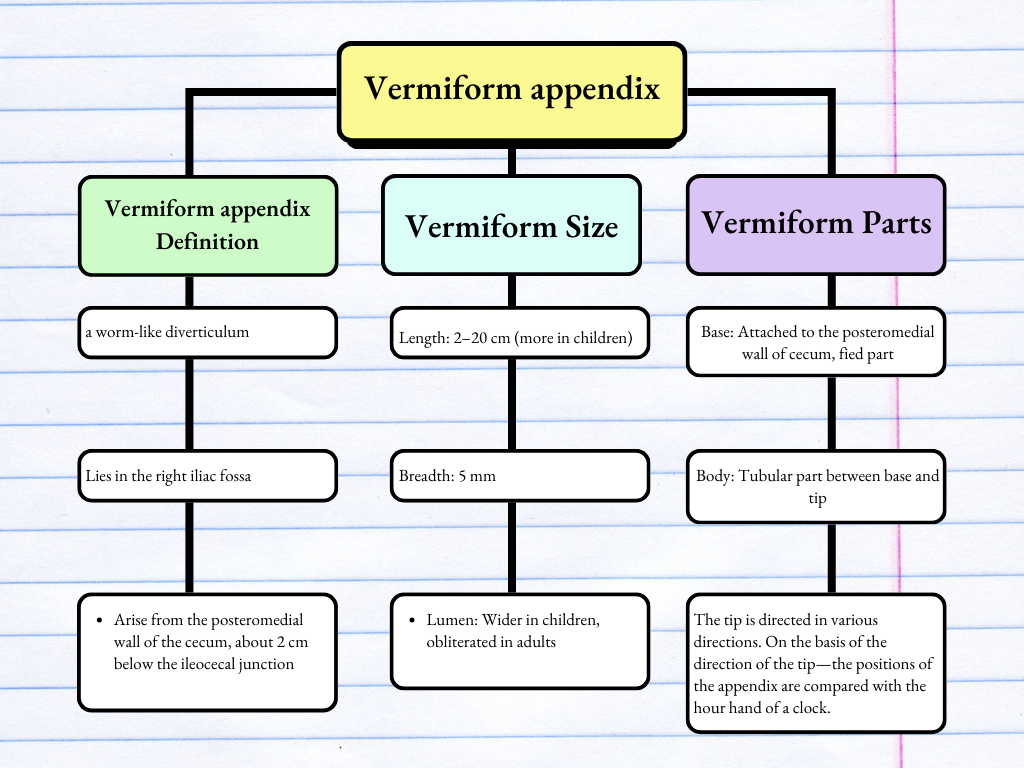 Vermiform Appendix Anatomy