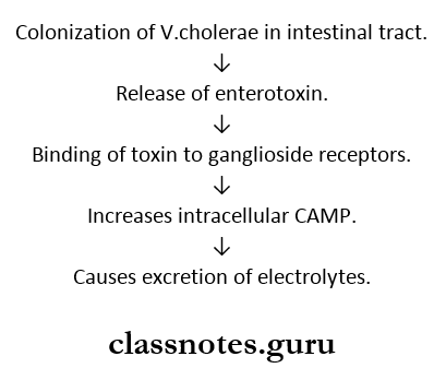 Vibrio- Cholerae Pathogenesis
