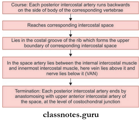 Wall Of Thorax And Thoracic Cavity Course Of A Typical Intercostal Nerve