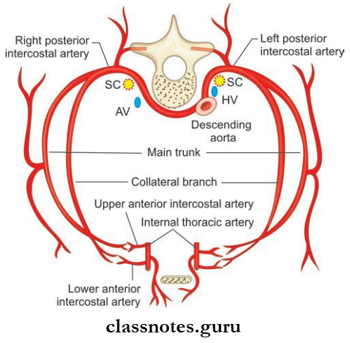 Wall Of Thorax And Thoracic Cavity Intercostal Arteries