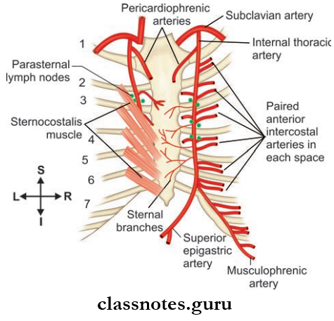 Wall Of Thorax And Thoracic Cavity Internal Thoracic Vein