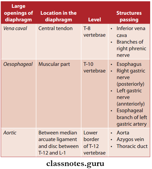 Wall Of Thorax And Thoracic Cavity Openings Of Diaphragm And Its Structure Passes