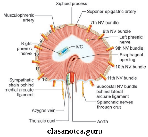 Wall Of Thorax And Thoracic Cavity Openings Of Diaphragm