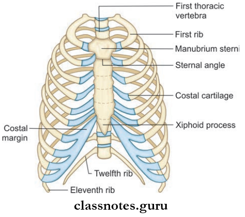 Wall Of Thorax And Thoracic Cavity Thoracic Cage