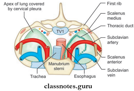 Wall Of Thorax And Thoracic Cavity Thoracic Inlet