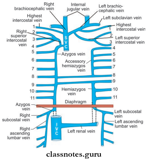 Wall Of Thorax And Thoracic Cavity Veins Of Thoracic Wall