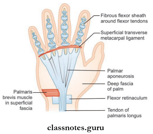 Wrist And Hand Palmar Aponeurosis And Its Attachments