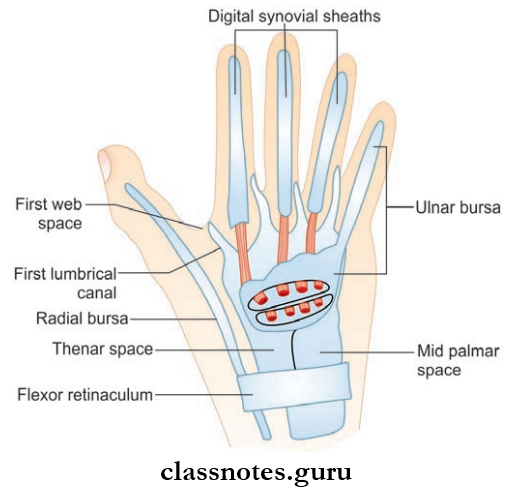 Wrist And Hand Synovial Sheaths Around Flexor Tendons In Palm