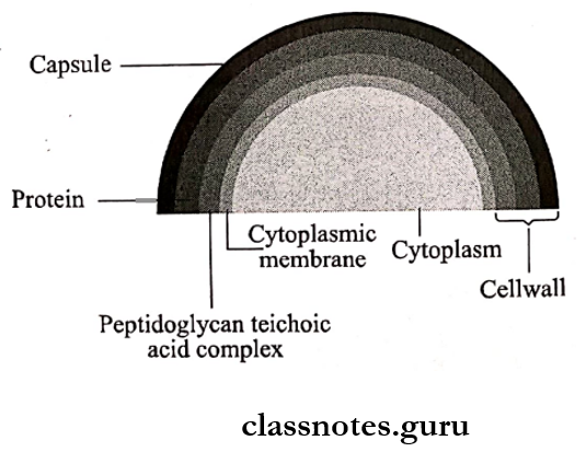 staphylococcus -Antigenic structure of staphylococcus aureus