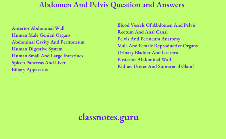 Abdomen And Pelvis Important Question And Answers