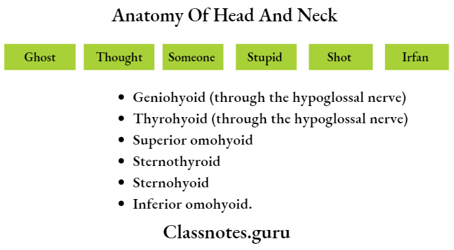 Anatomy Of Head And Neck Mneomonics