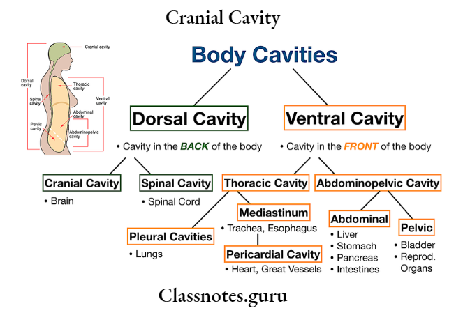 Cranial Cavity Body Cavities