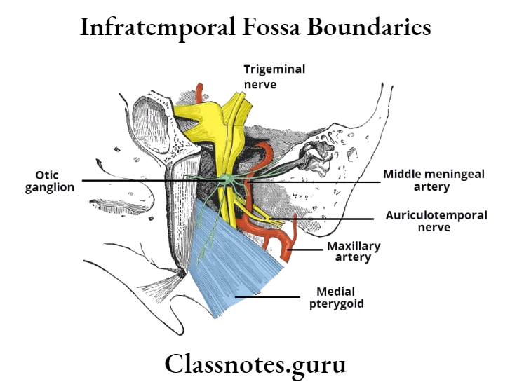 Infratemporal Fossa Boundaries
