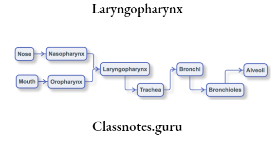 Laryngopharynx Route Of AIr Through Human Lungs