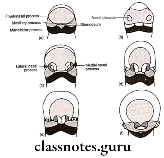 Orthodontics Cleft Lip And Palate Prenatal development of the maxilla and the face