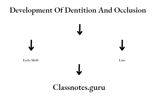 Orthodontics Development Of Dentition And Occlusion By utilization of leeway