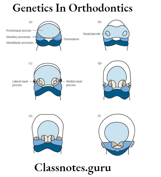Orthodontics Growth And Development Of Cranial And Facial Region Prenatal development of the maxilla and the face