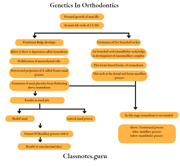 Orthodontics Growth And Development Of Cranial And Facial Region Prenatal growth of Maxilla