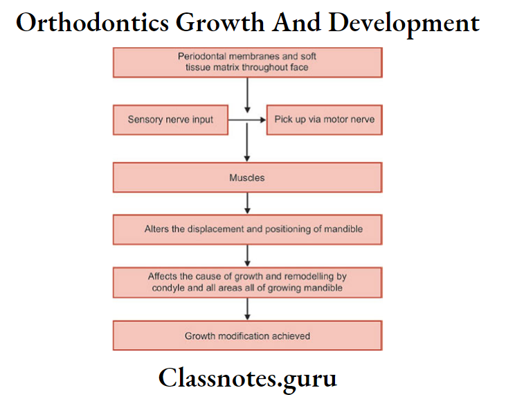 Orthodontics Growth And Development