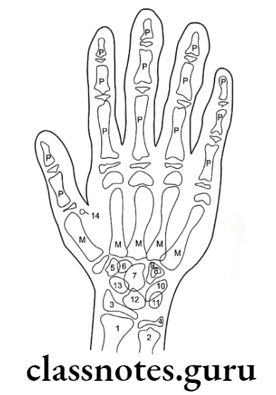 Orthodontics Miscellaneous Anatomy of hand wrist