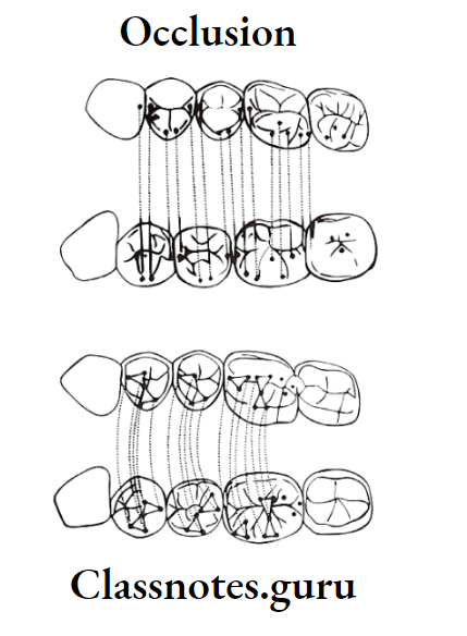 Orthodontics Occlusion Basic Concepts The cusp fossa or tooth-to-tooth arrangement