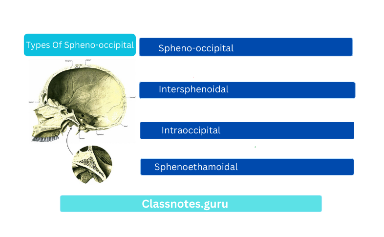 Types Of Spheno-occipital