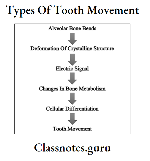 Types Of Tooth Movement