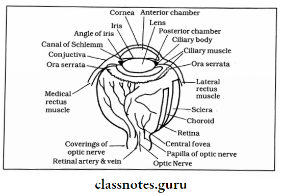 Cataract The Muscles Of The Eyes Expand Or Contract To Allow Proper Light Inside