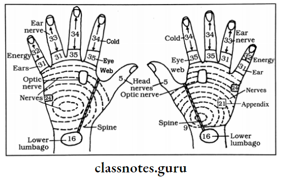 Cataract The Working Organs And Endocrine Glands On The Front Palms And On The Back