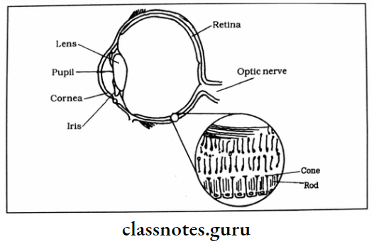 Cataract Working Of Our Eyes