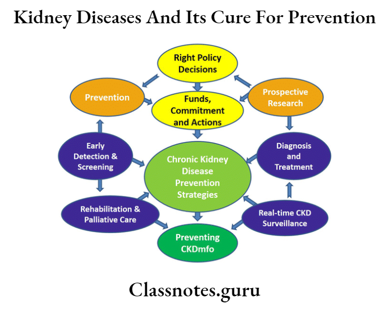 Kidney Diseases And Its Cure For Prevention Strategies For Prevention And control of chronic Kidney disesases
