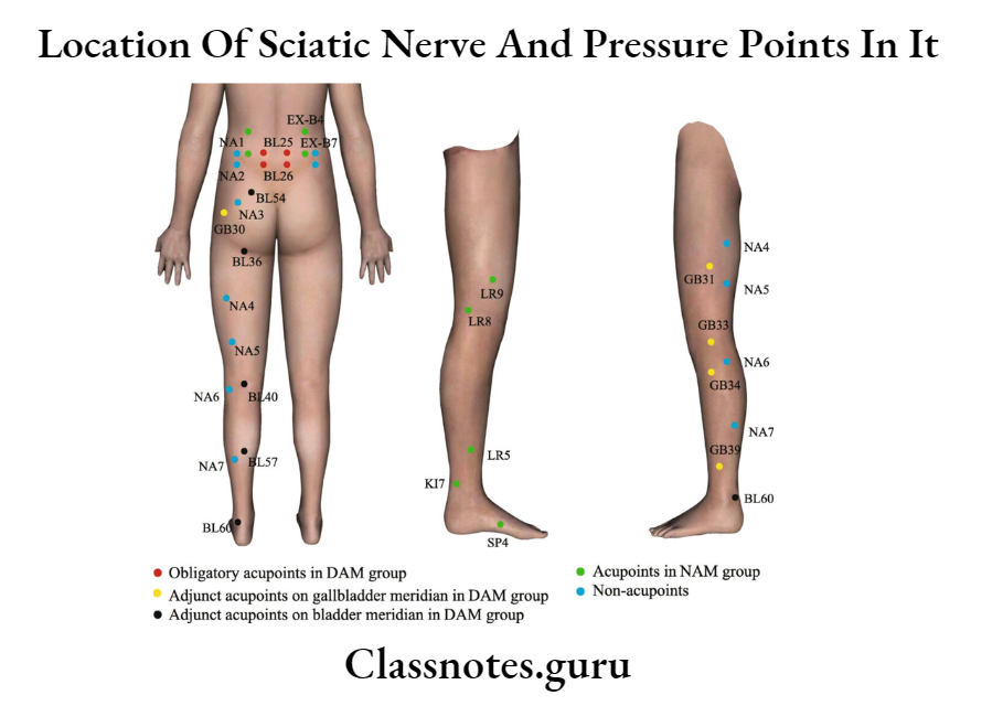 Location Of Sciatic Nerve And Pressure Points In It Sciatic Nerve