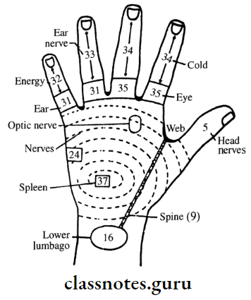 Sciatic Nerve Back Side Of The Left Hand