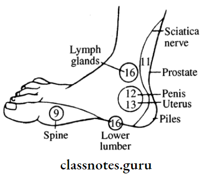 Sciatic Nerve Inside Of Foot