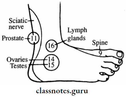 Sciatic Nerve Outside Of Foot