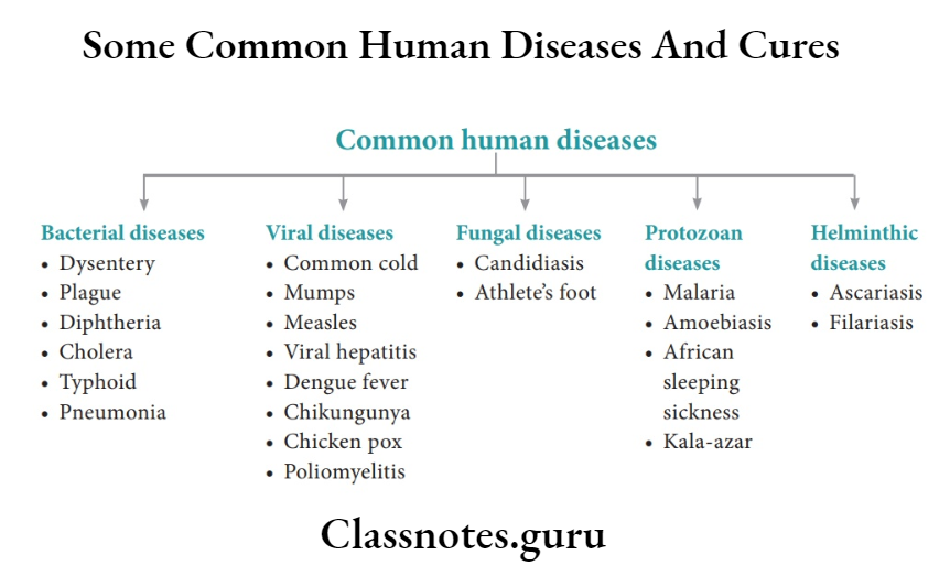 Some Common Human Diseases And Cures Common Human Diseases