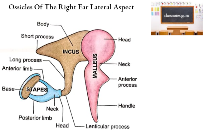 Auditory Ossicles Ossicles Of The Right Ear Lateral Aspect
