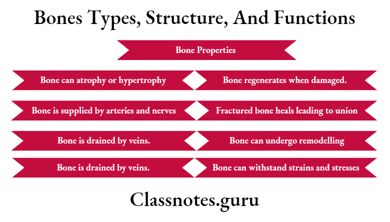 Bones Types, Structure, And Functions Bone Properties