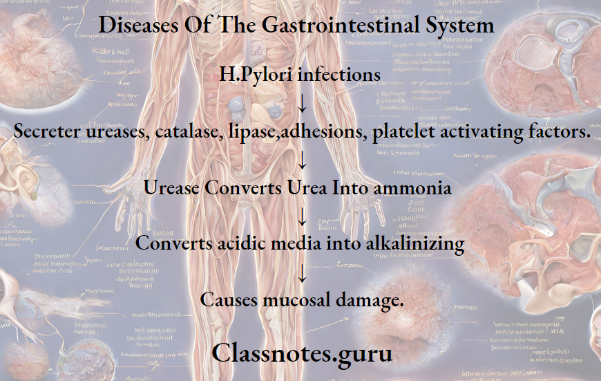 Diseases Of The Gastrointestinal System Pathophysiology