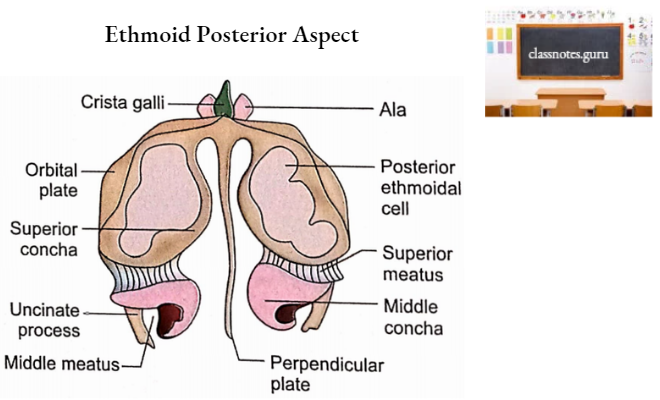 Ethmoid Bone Ethmoid Posterior Aspect
