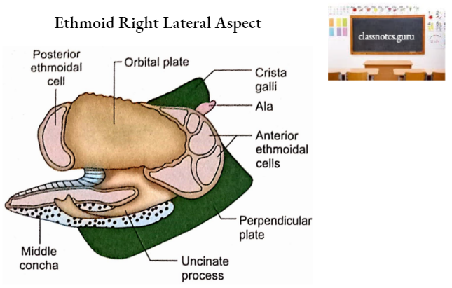 Ethmoid Bone Ethmoid Right Lateral Aspect