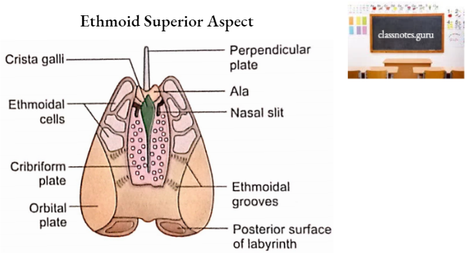 Ethmoid Bone Ethmoid Superior Aspect