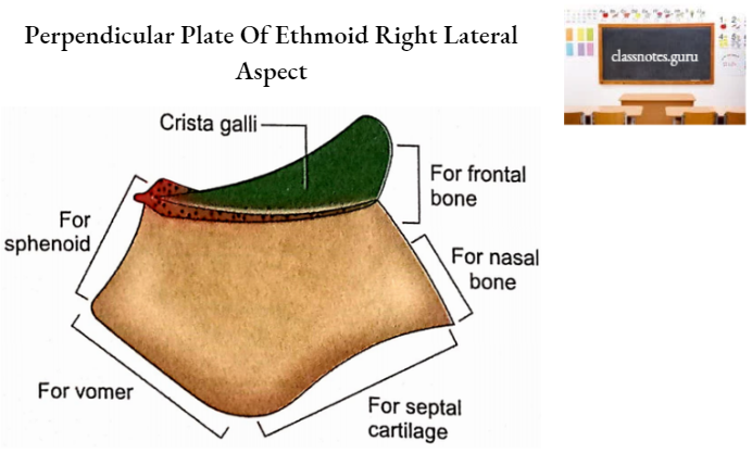 Ethmoid Bone Perpendicular Plate Of Ethmoid Right Lateral Aspect