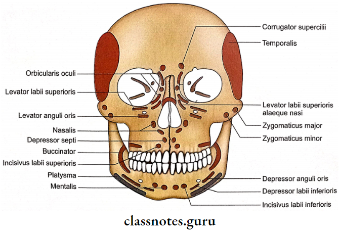 Exterior Of The Skull Attachments On Skull Norma Frontalis