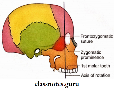 Exterior Of The Skull Axial Of Rotation Of Zygomatic Bone In Zygomatic Complex Fracture